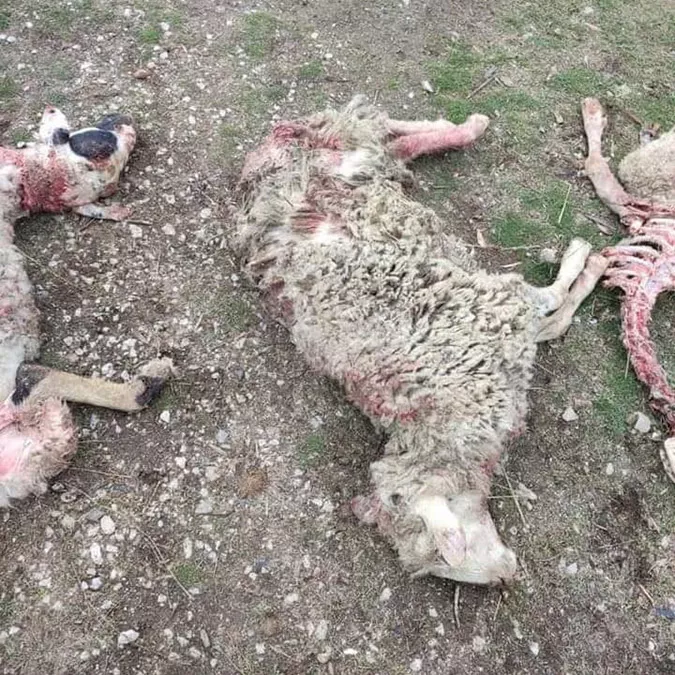 Sokak köpeklerinin 9 koyununu yediğini iddia etti