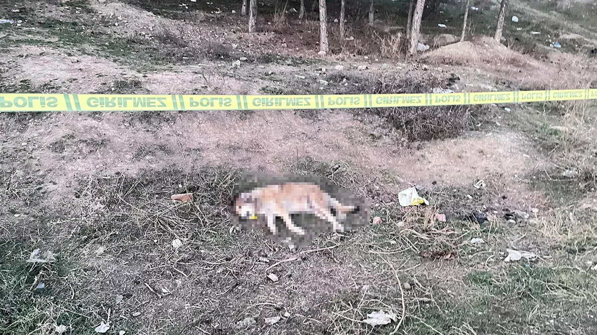 Tüfekle vurulmuş 4 köpek ölüsü bulundu