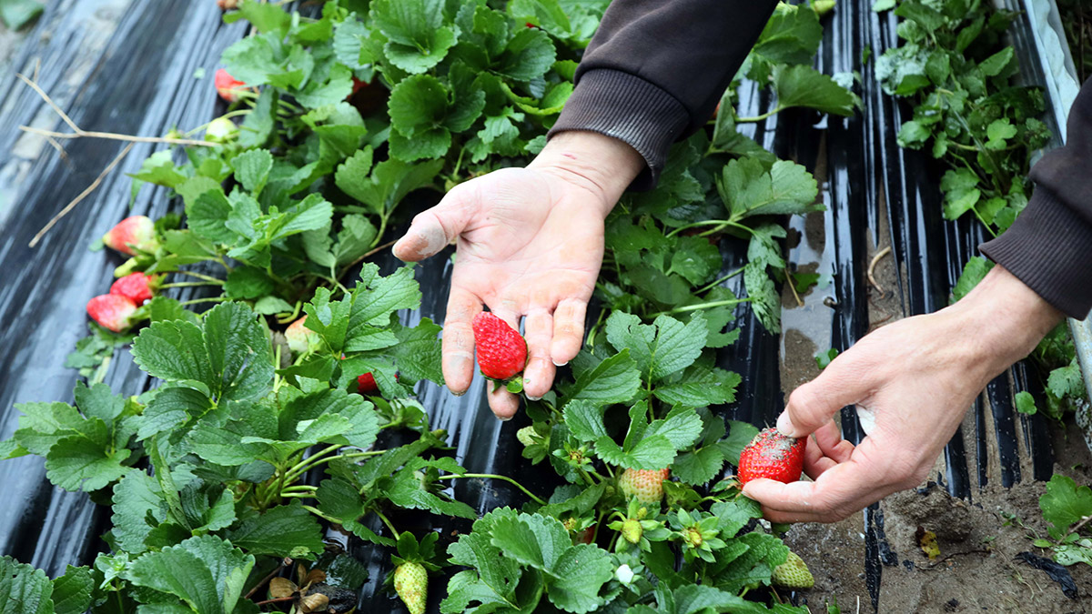 Çilek seraları fırtınada zarar gördü