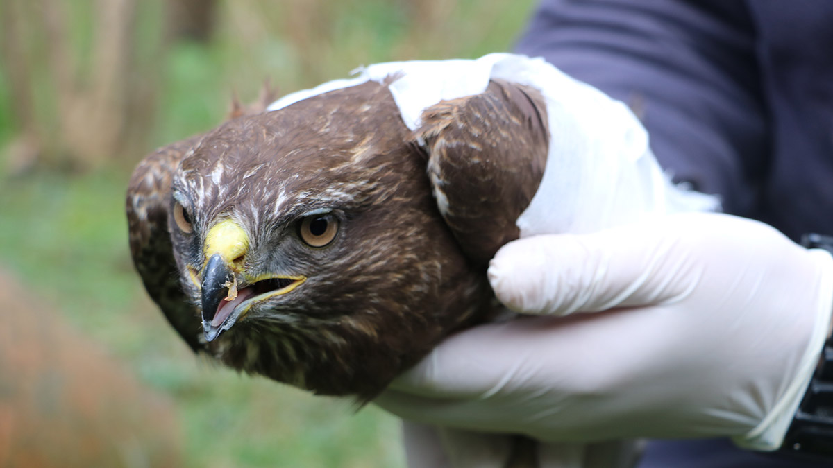 Avcılar tarafından vurulan doğan tedaviye alındı
