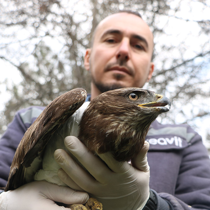 Avcılar tarafından vurulan doğan tedaviye alındı