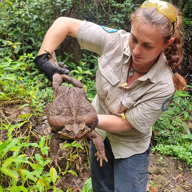 2.7 kiloluk dev kamış kurbağası bulundu