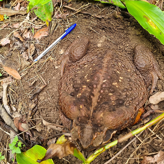 Avustralya’da bir ulusal parkta geçen hafta 2.7 kiloluk dev kamış kurbağası bulundu. Kurbağanın normalin 6 katı büyüklüğünde olduğunu belirten yetkililer, kurbağaya ‘Toadzilla’ ismini verdiklerini belirtti.