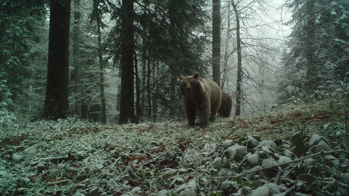 Ayıların kış uykusuna geçmediği tespit edildi