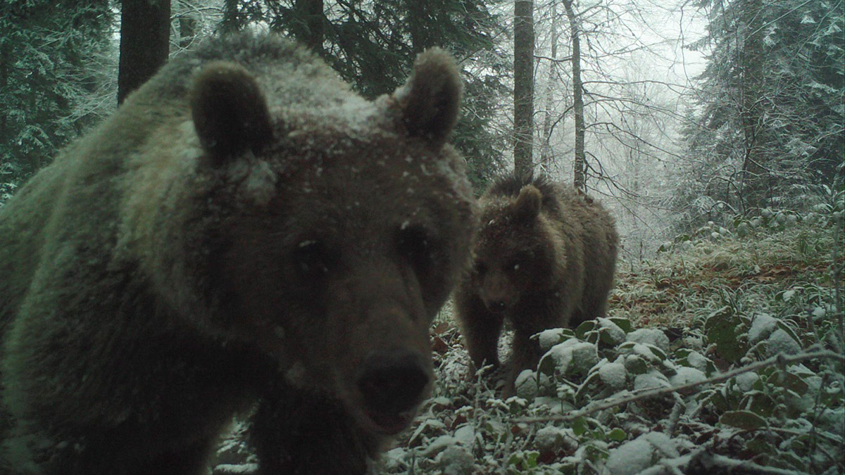 Ayıların kış uykusuna geçmediği tespit edildi