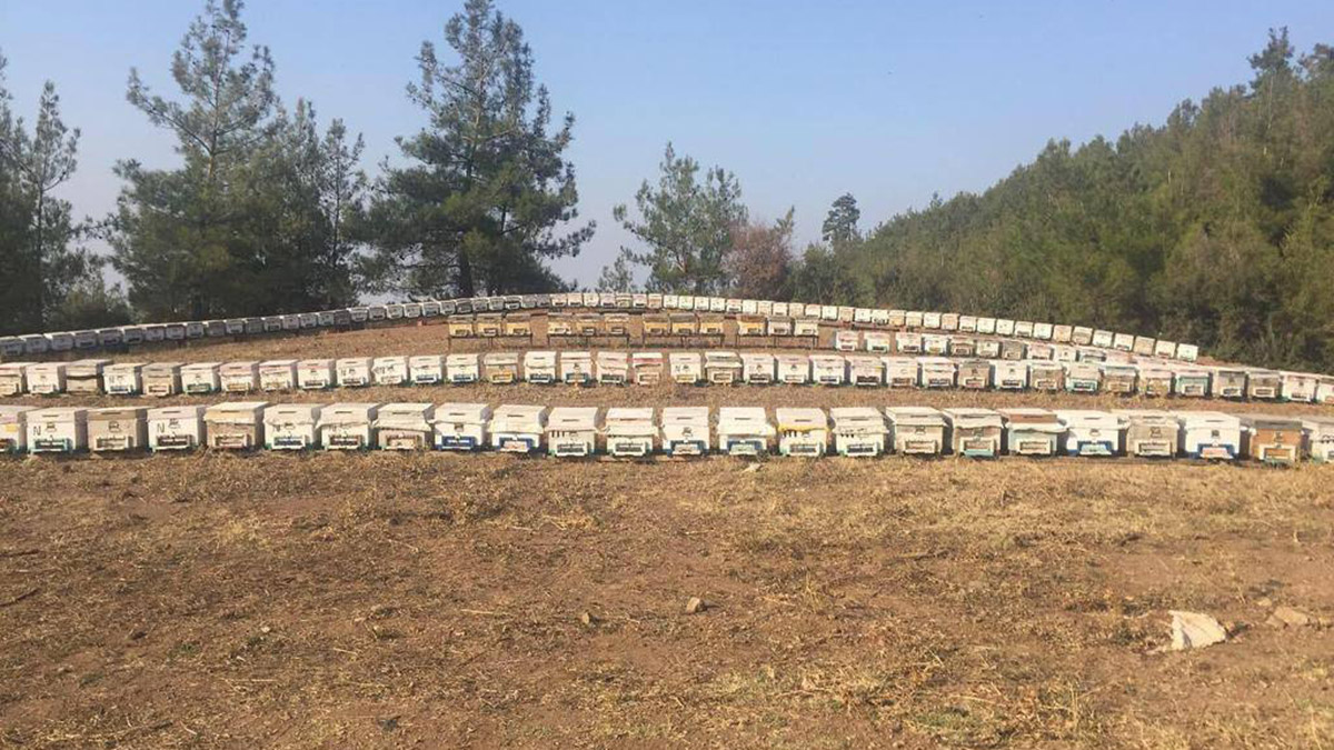 Tarım ve Orman Bakanlığı'nca 2003 yılından bu yana arıcılara toplam 862 milyon TL destek sağlanırken yıllık bal üretimi arttı.