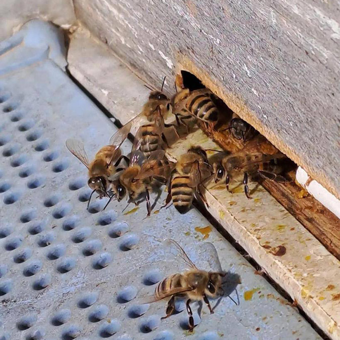 Yıllık bal üretimi arttı