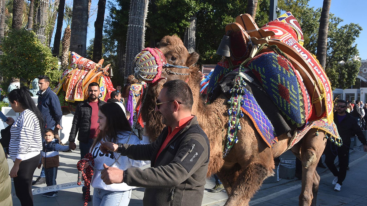 Bodrum'da Deve Güreşi Festivali