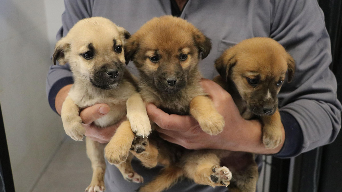 Kedi ve köpekler pandeminin bitmesiyle sokağa terk edildi