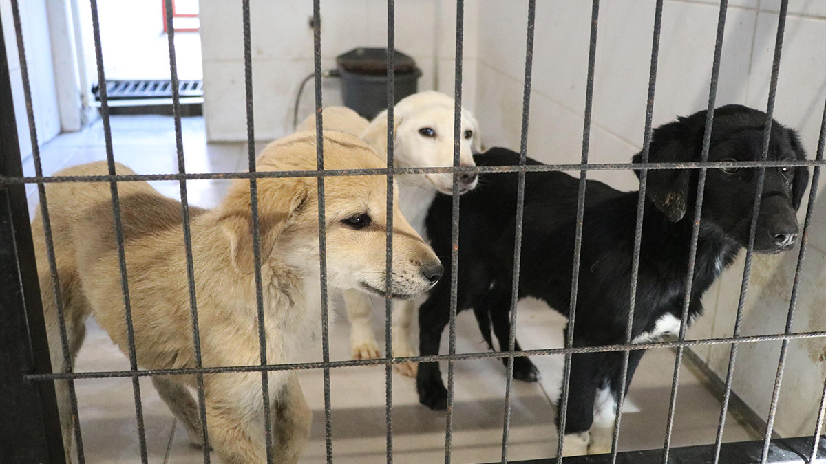 Denizli'de pandemi döneminde evden çıkamayan vatandaşlar çok sayıda yavru kedi ve köpek sahiplendi. Çocukların ilgisini çeken kedi ve köpekler pandeminin bitmesiyle sokağa terk edildi.