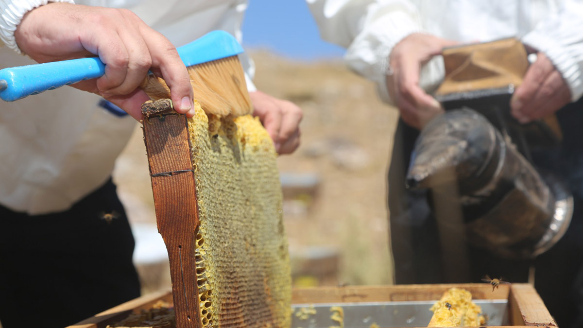 Mersin Üniversitesi Mühendislik Fakültesi Gıda Teknolojisi Anabilim Dalı Öğretim Üyesi Prof. Dr. Mahir Turhan, Eğriçayır balının TA değerini analiz etti.