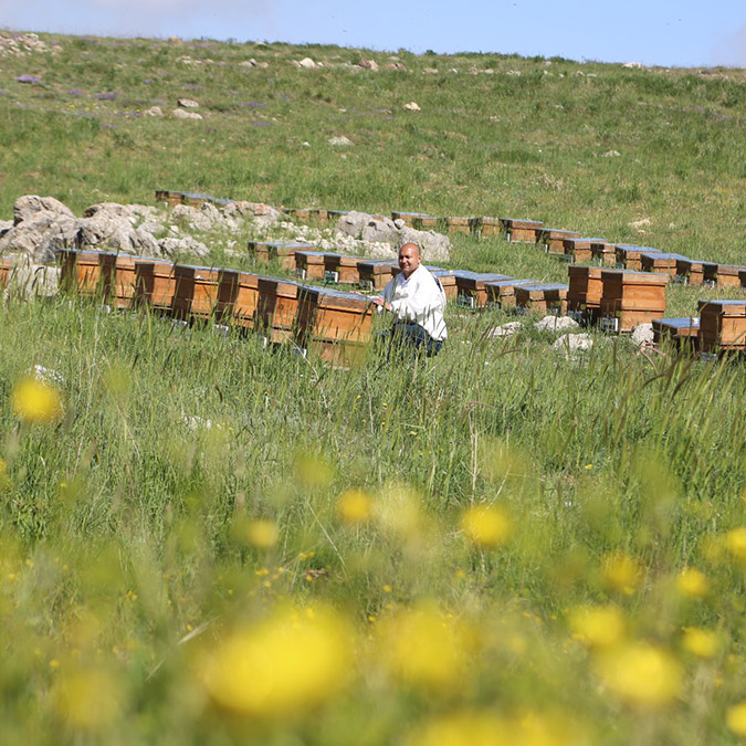 Eğriçayır balının TA değerini analiz etti