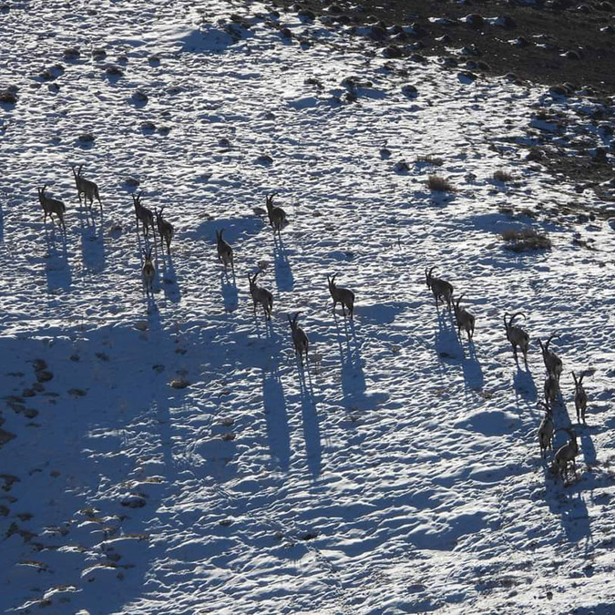 Van'da yaban keçileri sürü halinde görüntülendi