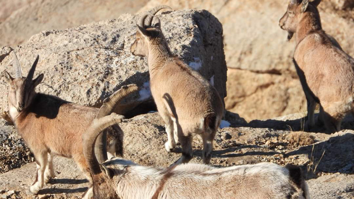 Van'da yaban keçileri sürü halinde görüntülendi