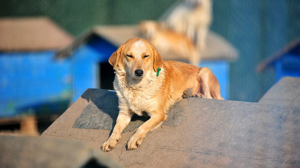 Çip uygulamada yasal süre doldu, sokağa terk edilmeler arttı