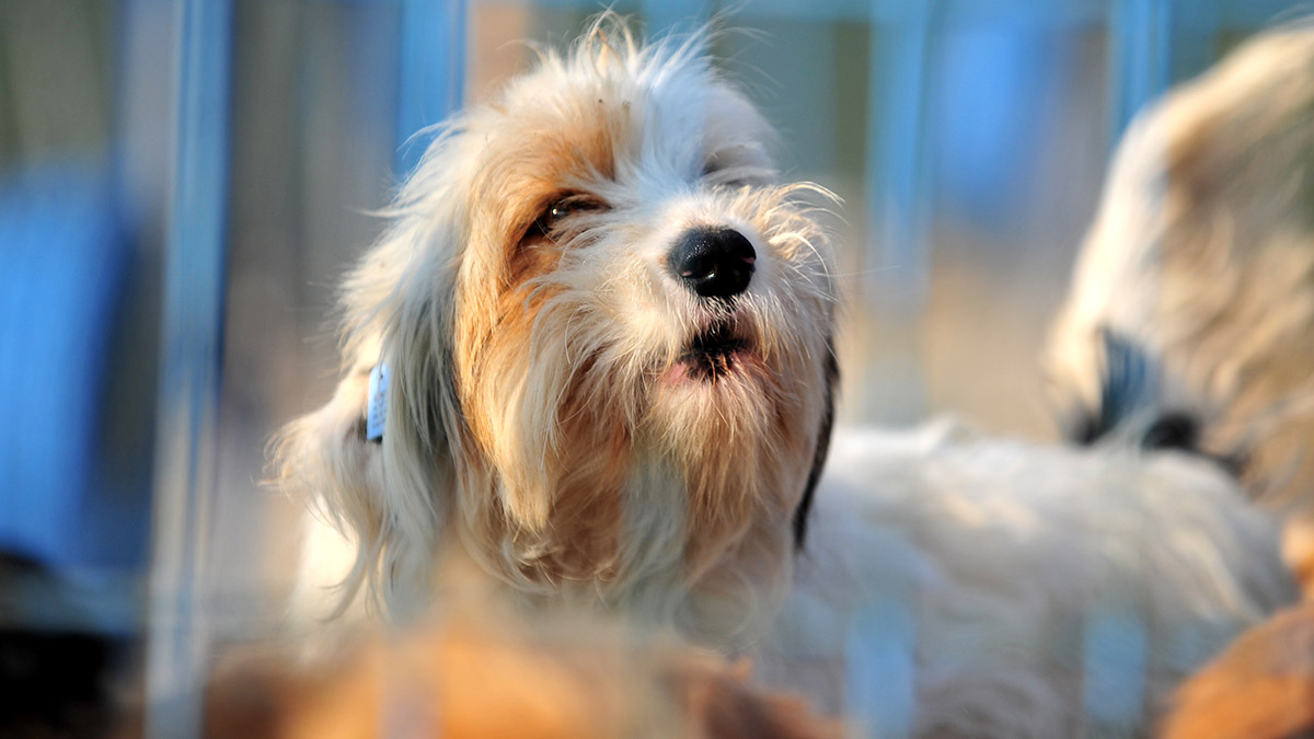 31 Aralık 2022 tarihi itibariyle evcil hayvanlara çip uygulamada yasal süre doldu, sokağa terk edilmeler arttı.