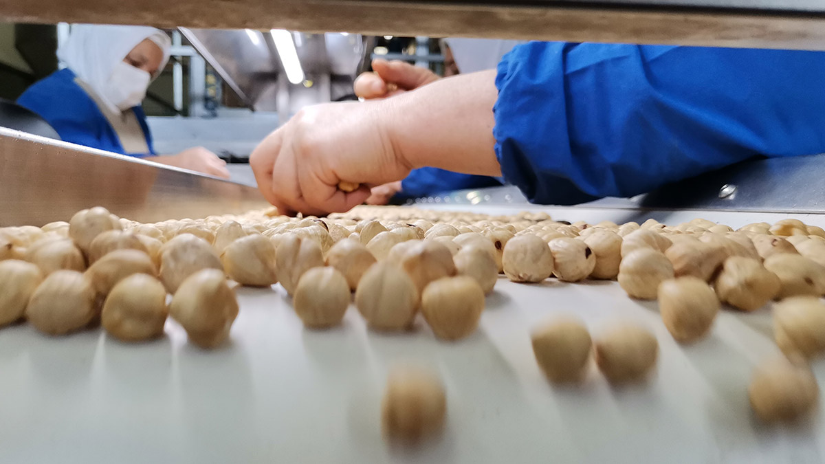 Fındık ihracatında düşüş