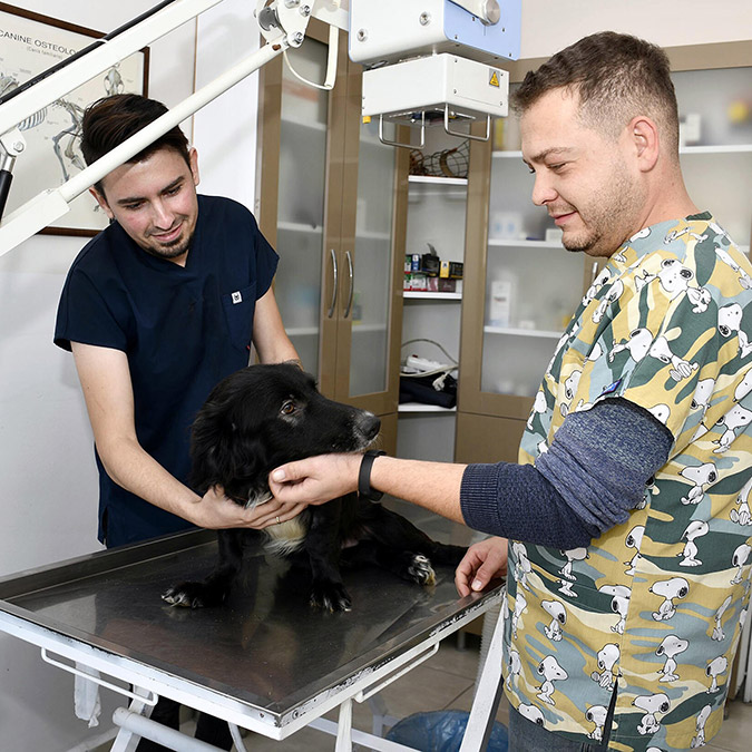 Araç çarpması sonucu arka ayakları felç olan fizik tedavi sonrası yürüteçle yürümeye başlayan Karam yuvasına kavuştu.