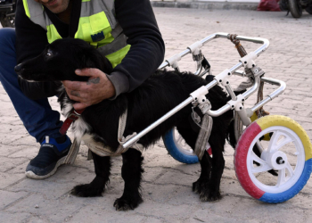 Karam yuvasına kavuştu