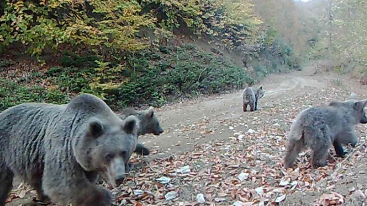 Fotokapanla yaban hayatı analizi