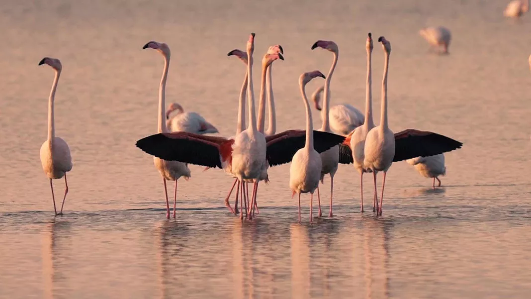 Flamingo Adası'ndaki yuva sayısı azaldı