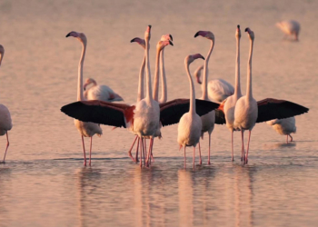 Flamingo Adası'ndaki yuva sayısı azaldı
