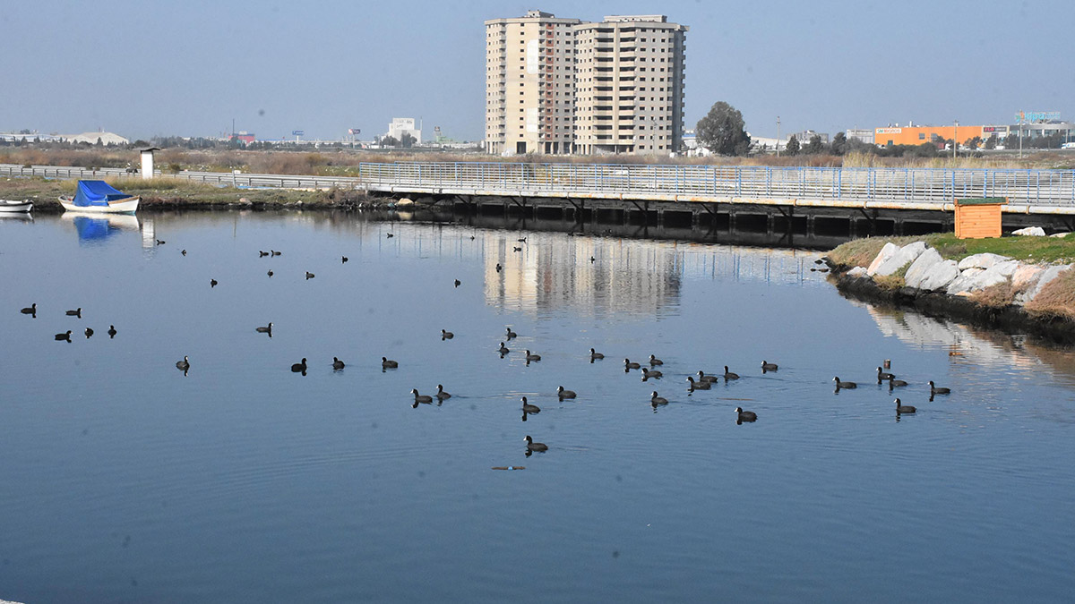 İzmir'de, Gediz Deltası'nda 2022 kuş araştırma ve izleme çalışmaları tamamlanırken, Doğa Derneği Biyoçeşitlilik Araştırma Koordinatörü Şafak Arslan, Flamingo Adası'ndaki yuva sayısının, geçen yıllara göre düştüğünü söyledi.