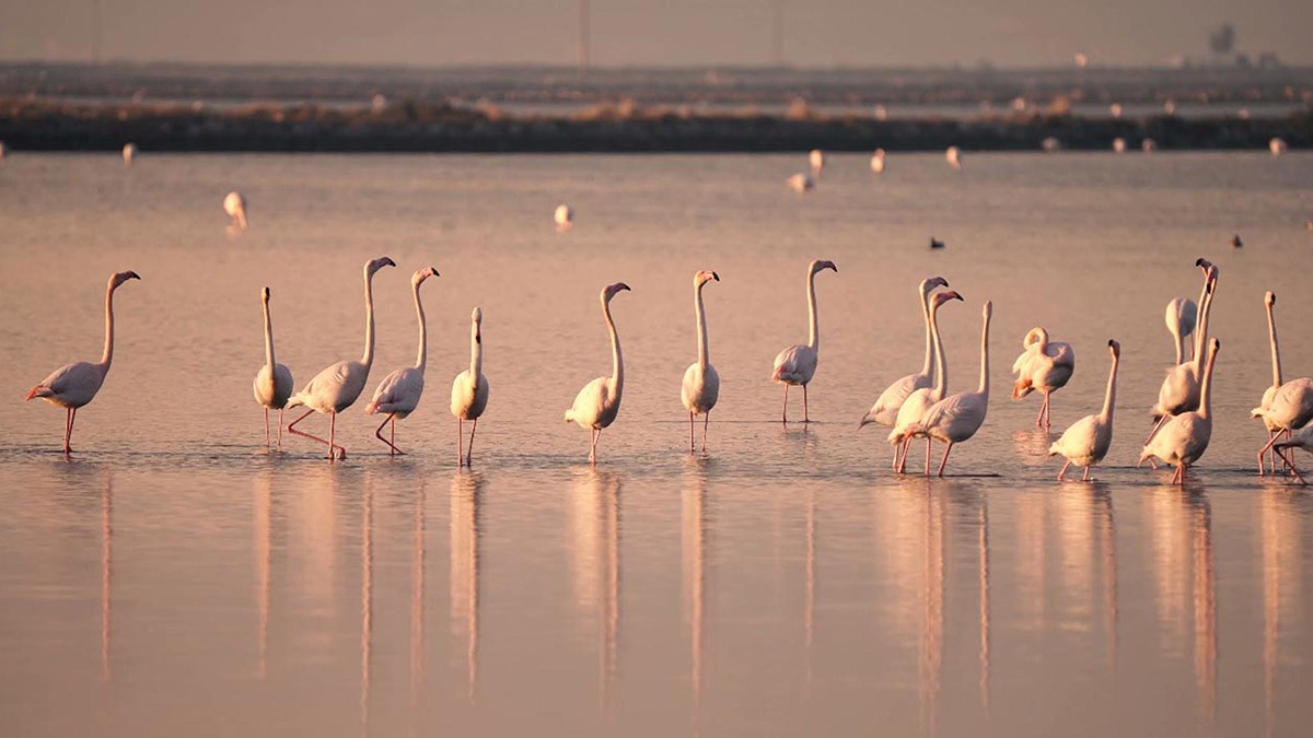 Flamingo Adası'ndaki yuva sayısı azaldı