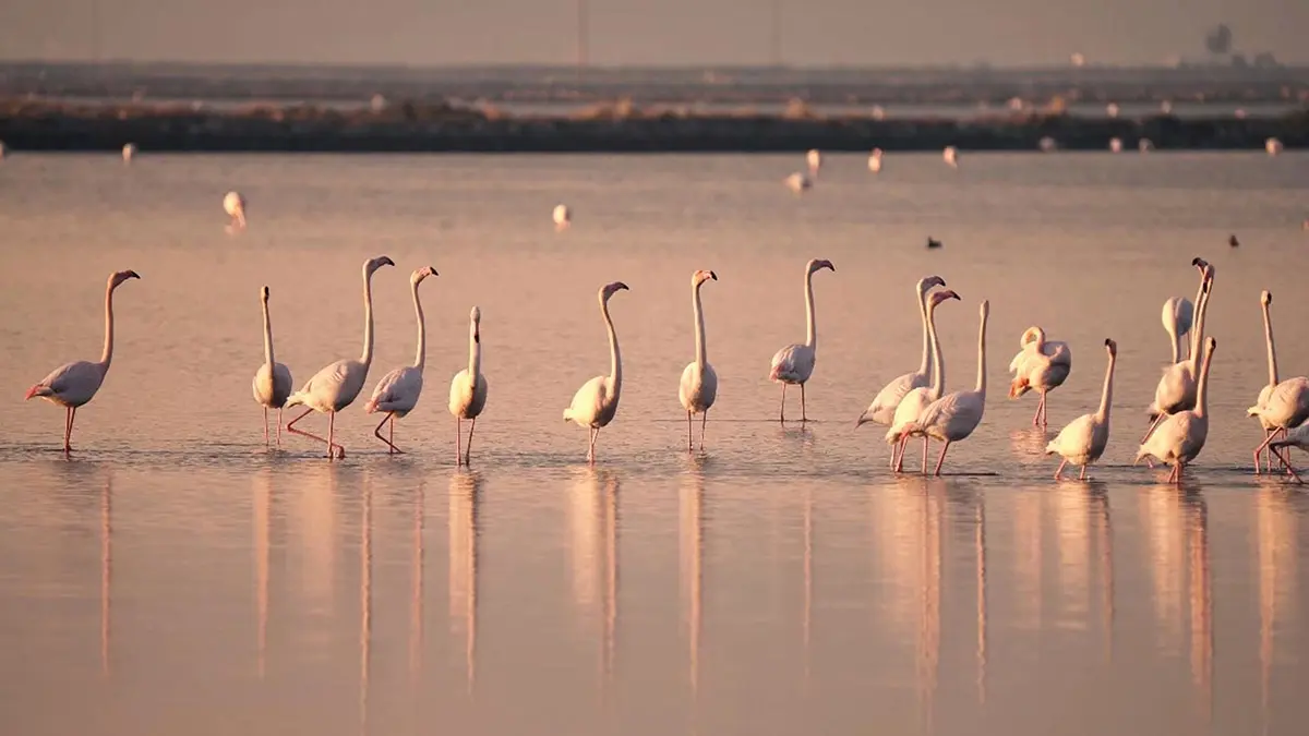 Flamingo adası'ndaki yuva sayısı azaldı