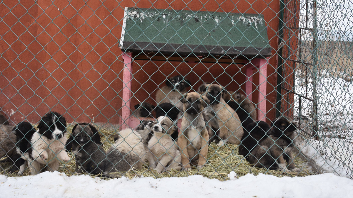Doğu'daki hayvanlara 40,6 ton mama ulaştırıldı