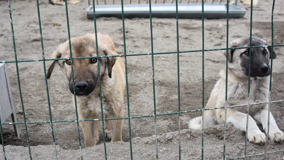 Gonulluler dogu illerindeki barinaklara 406 ton mama ulastirdi 6477 dhaphoto11 - yaşam - haberton