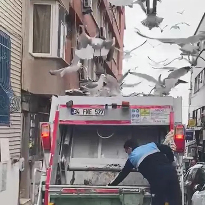 Kadıköy'de martılar çöp kamyonuna hücum etti