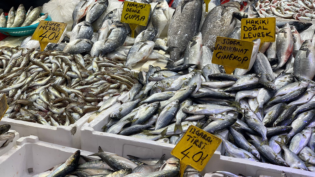 Karadeniz'in soğumasıyla, balık bollaştı