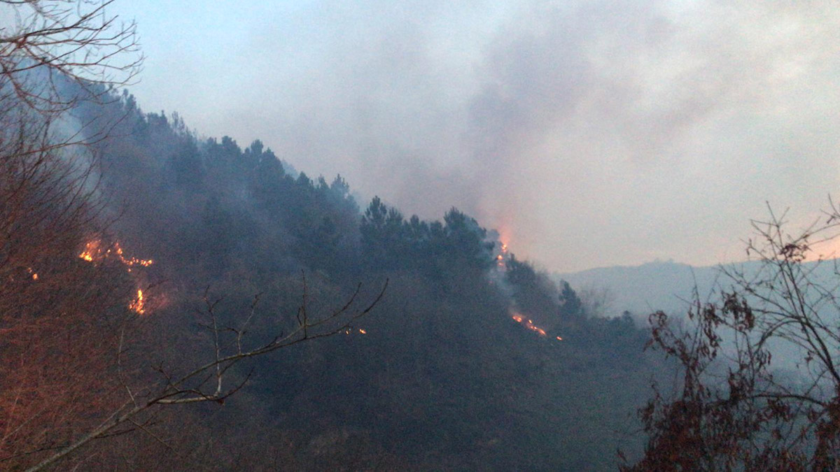 Karasu'da orman yangını