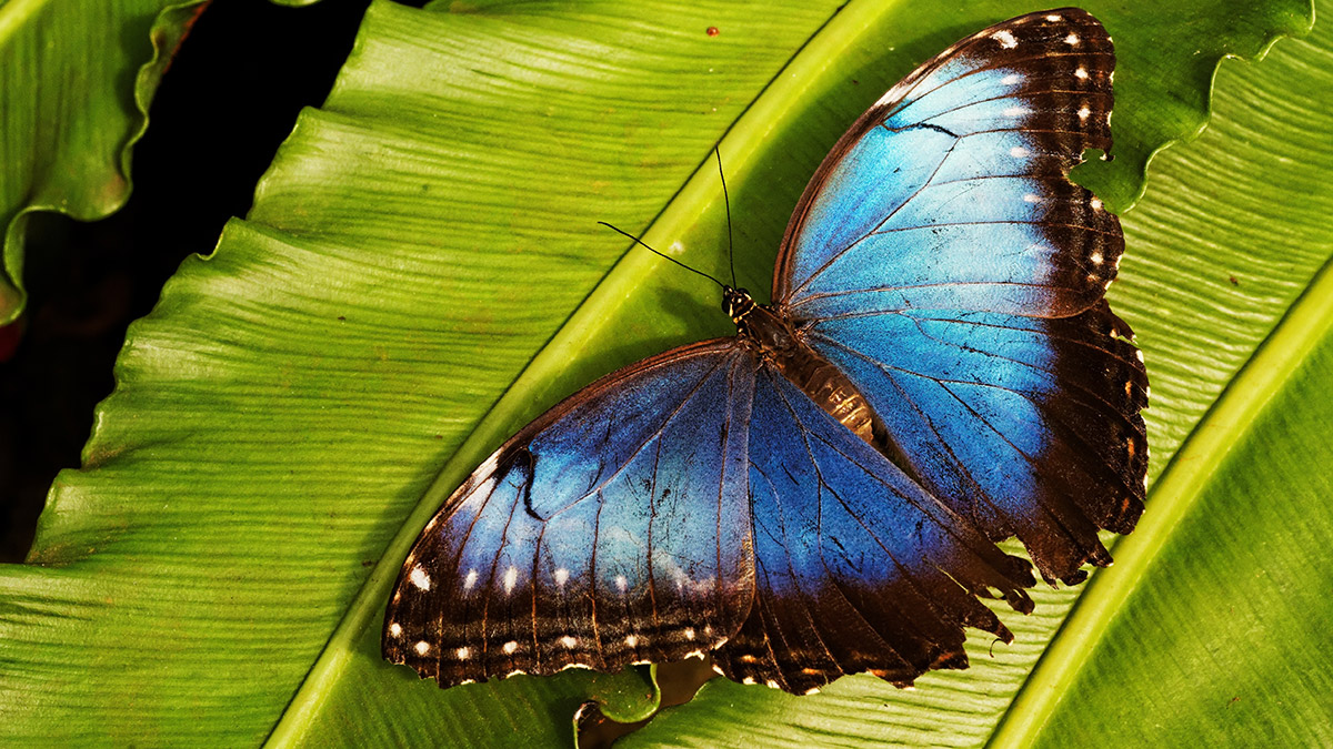 Kelebek neden mavidir?