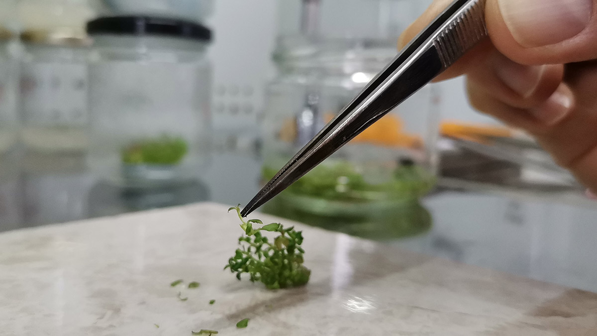 6 bitki klonlandı 40 bin fidan elde edildi