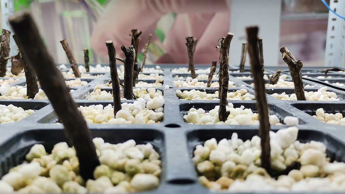 6 bitki klonlandı 40 bin fidan elde edildi