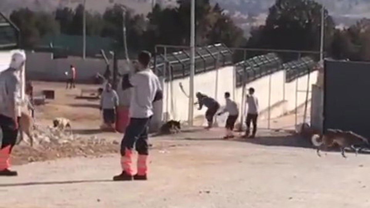 Köpeği kürekle vurarak öldüren sanıkların tahliyesine itiraz