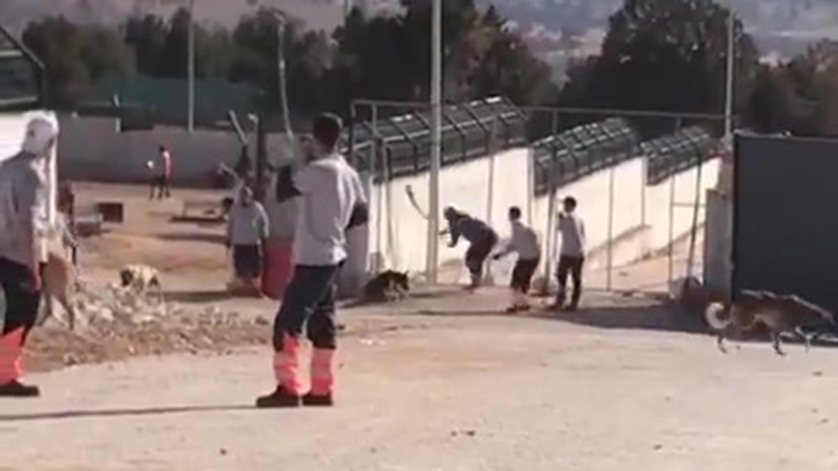 Kürekle köpeği öldüren sanıklara verilen kararın gerekçesi açıklandı