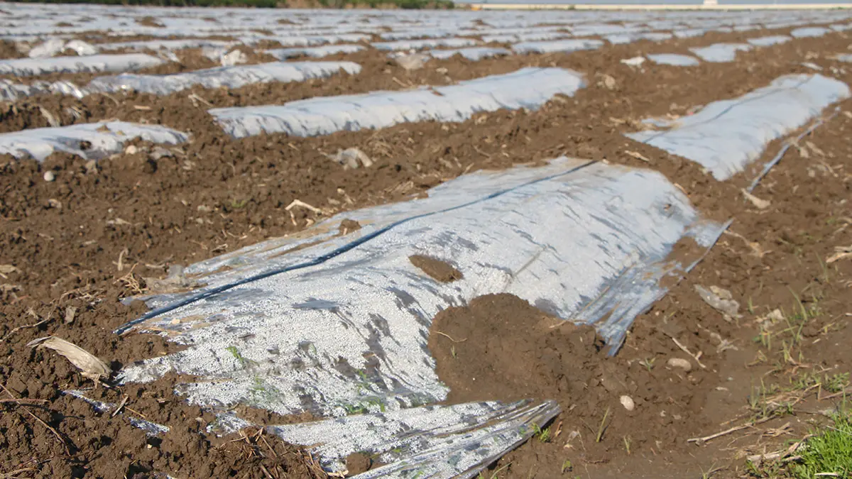 Mikroplastiğin topraktaki yolculuğunu inceleyen doç. Dr. Gündoğdu, "1 kilogram toprakta 32 adet mikroplastik bulundu" dedi.