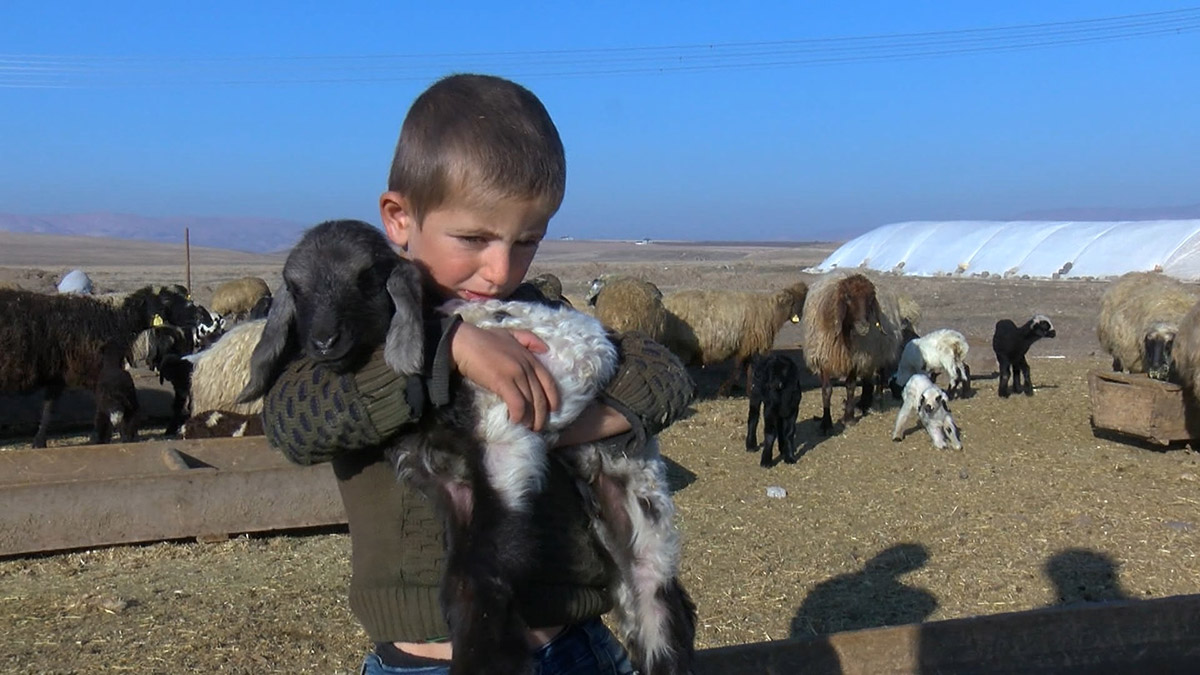 Muş'ta koyun ve keçi doğumları başladı