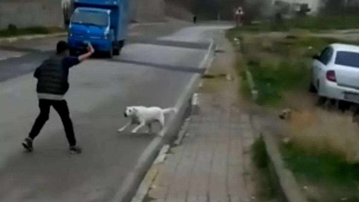 İlkokul öğrencisi sokak köpeklerinin saldırısına uğradı