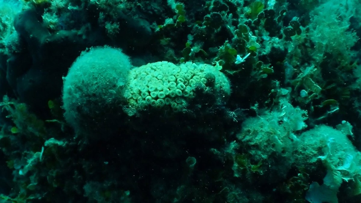 Mercanlar için avcılık tehlikesi