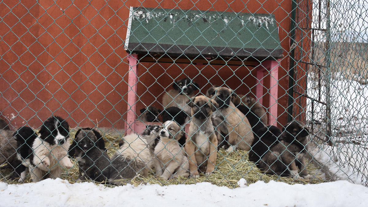 Barınak hayvanlarına yönelik sosyal sorumluluk projesi