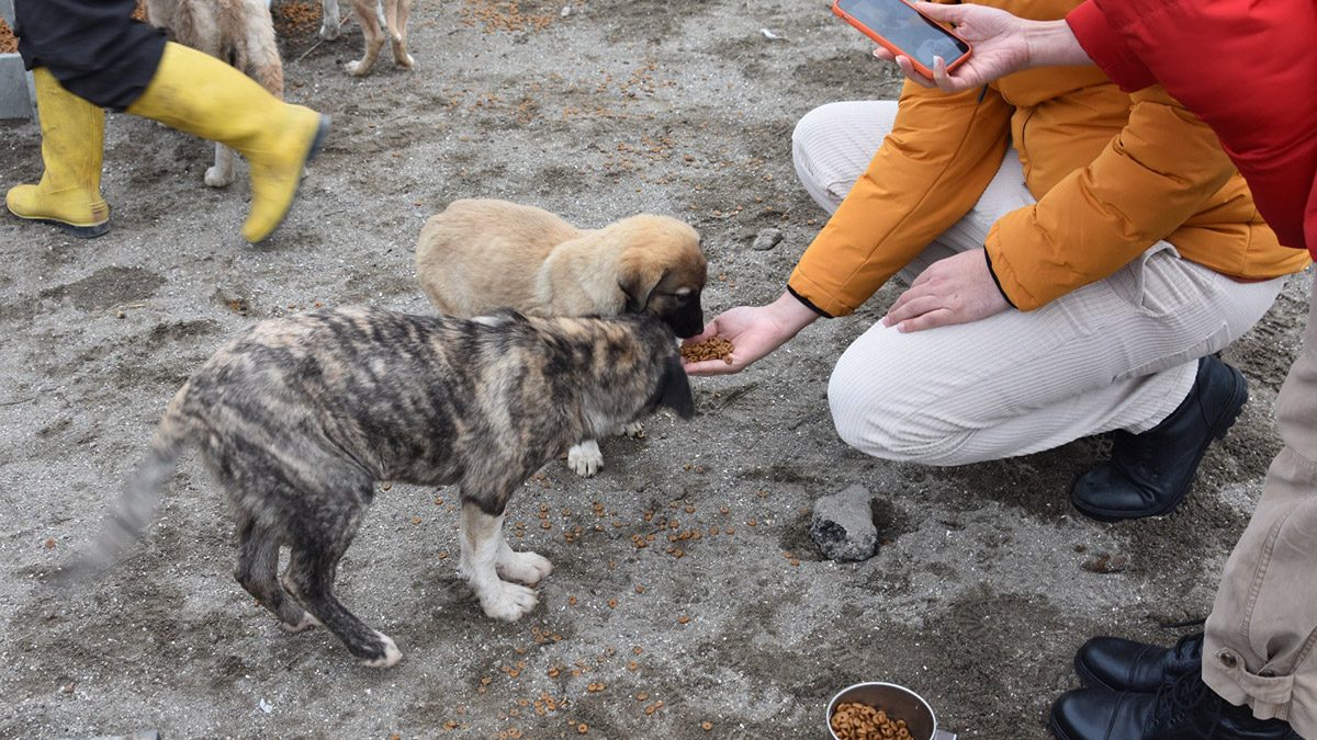 Hava sıcaklıklarının eksi derecelere düştüğü Doğu illerinde barınak hayvanlarına yönelik sosyal sorumluluk projesi başlatıldı. Proje kapsamında gönüllülerden oluşan ekip, Kars, Ardahan, Erzurum ve Ağrı Doğubayazıt’ta bulunan hayvan barınaklarına 40,6 ton mama ulaştırdı.