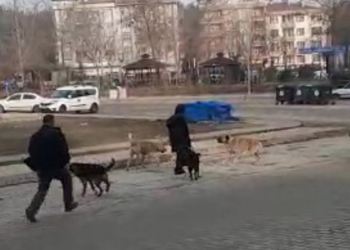 Sokak köpekleri kız öğrencinin etrafını sardı