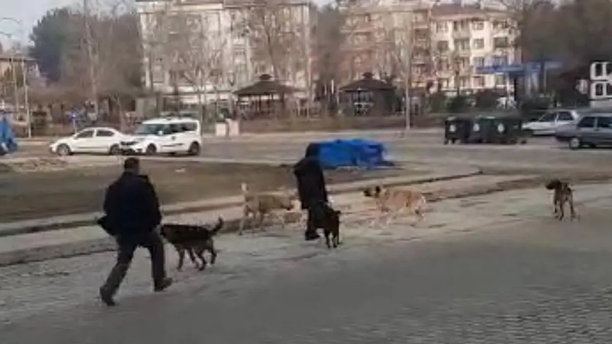 Sokak köpekleri kız öğrencinin etrafını sardı