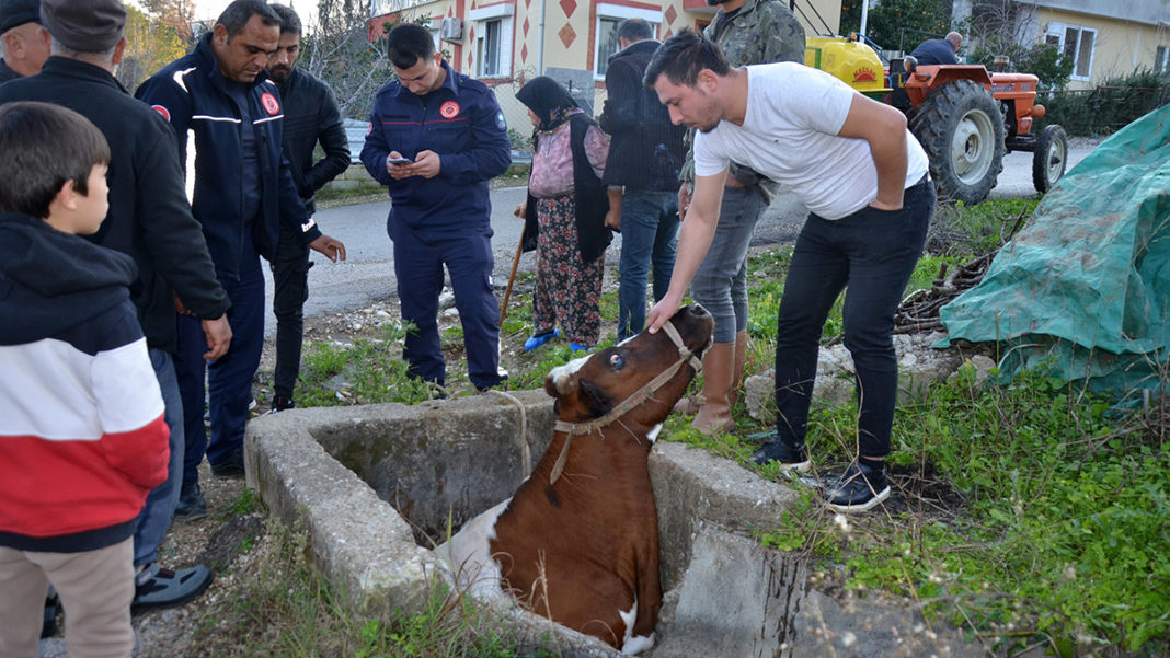 Sulama kanalına düşen inek kurtarıldı