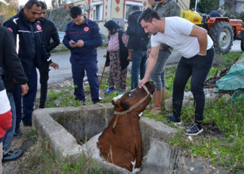 Sulama kanalına düşen inek kurtarıldı