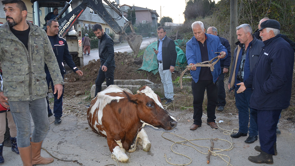 Antalya'nın Serik ilçesinde, sulama kanalına düşen inek, iş makinesiyle 1 saatte kurtarıldı. İneğin sahibi Hürü Boncuk, itfaiye ekiplerine teşekkür ederek gözyaşı döktü. 